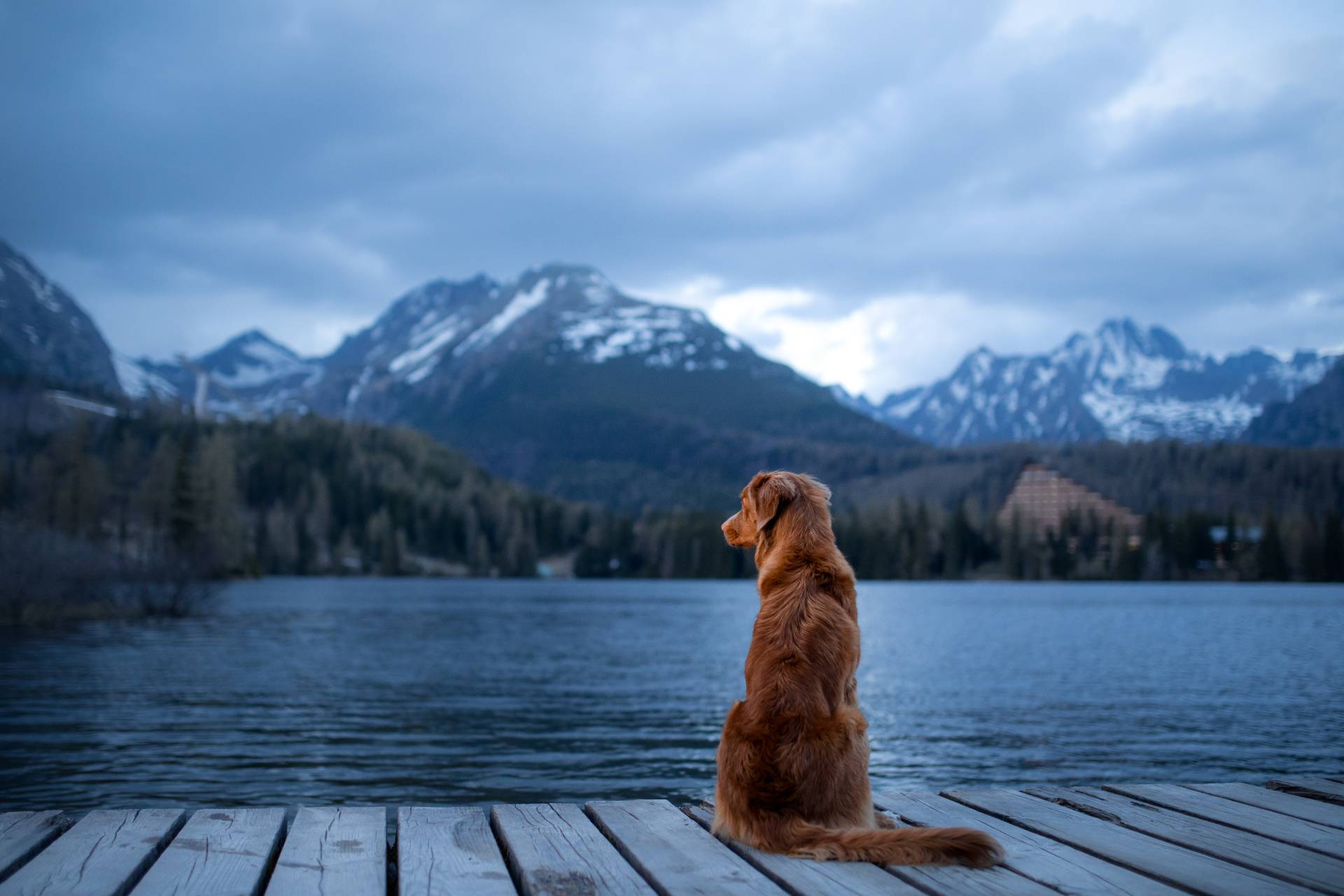 6. About Pet Food Dog