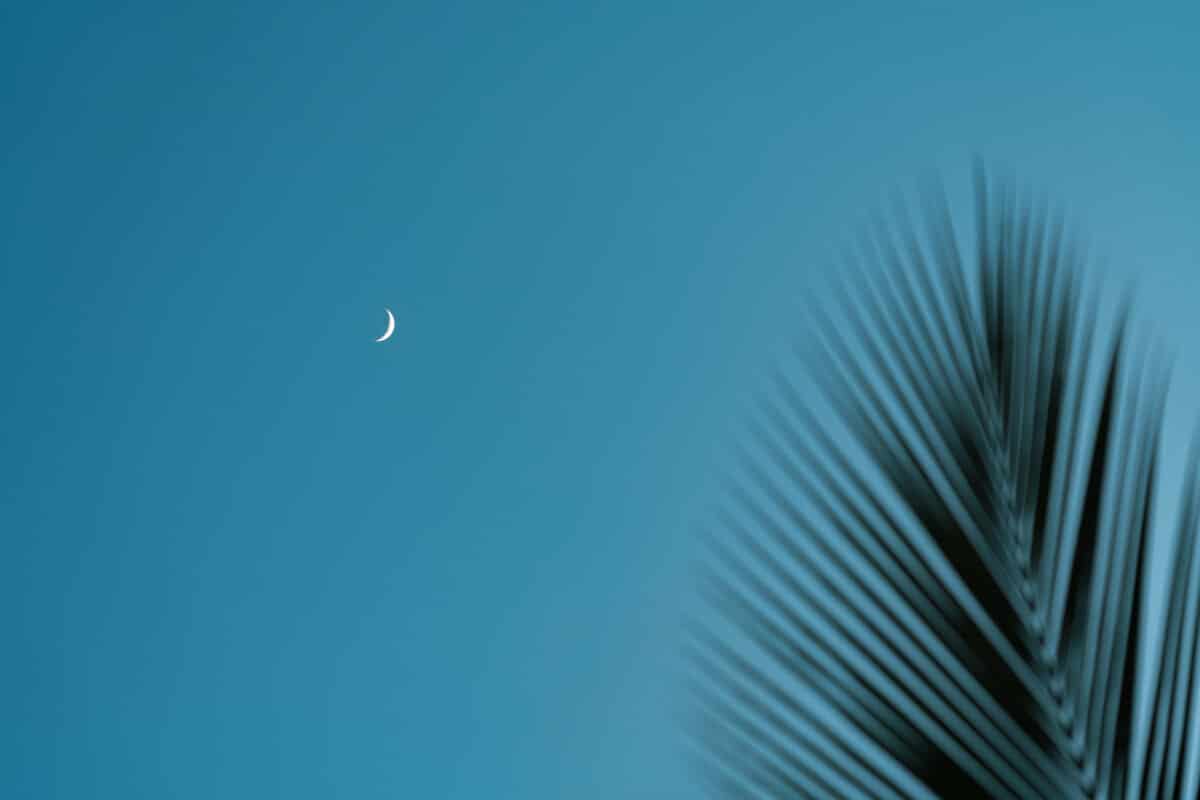 Crescent Moon In The Blue Sky In The Evening. In The Foreground